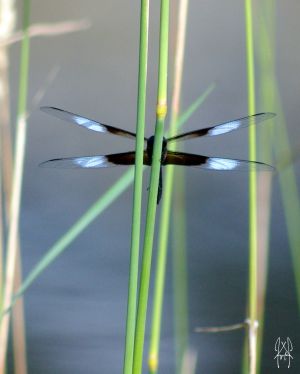 Dragonfly Reeds