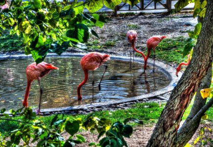 HDR Flamingos